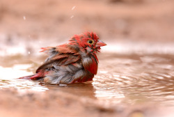 fairy-wren:  Red Billed Fire Finch