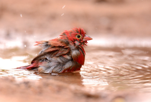 rainchicken:fairy-wren:Red Billed Fire FinchIt’s a baby Moltres.