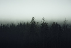 magicsystem:  Treeline Mist by Atmospherics