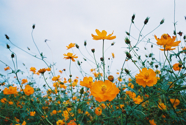 englishsnow:  by shoko      