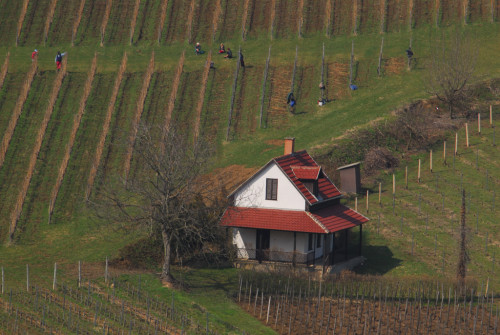 Tokaji grape fields in Hungary. Tokaji wine is one of the country’s main exports. It is always being