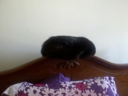 There’s an entire open bed to sleep on but my cat picks the ridiculously narrow headboard.