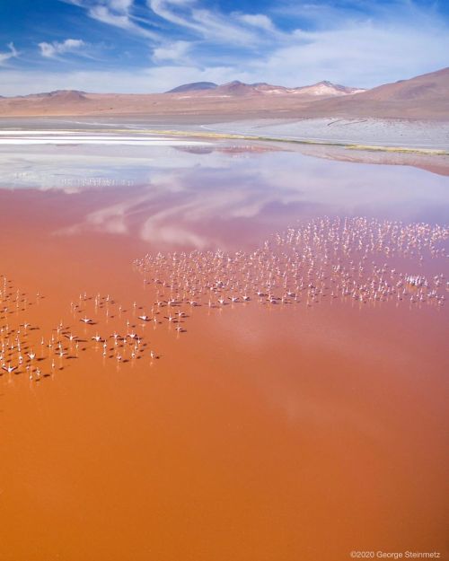 lionfloss:The world’s largest colony of James’ flamingos dot the shallow waters of Laguna Colorada, 