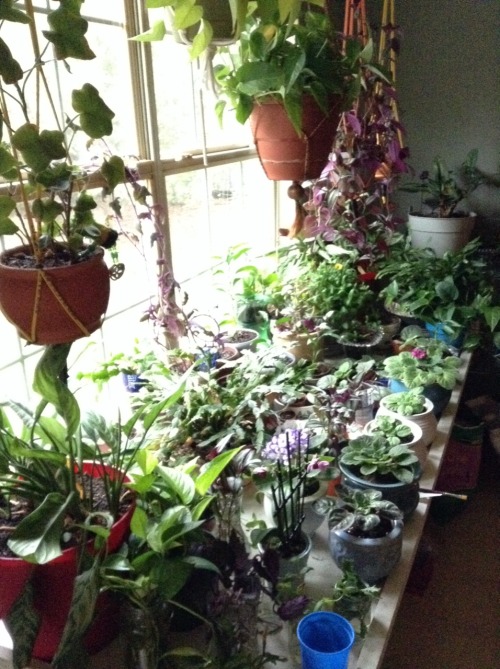 omgplants: vitajem: My plants were always so crowded, and my cuttings I would try to root would get 