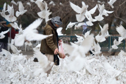 visitafghanistan:  A dove caretaker feeds
