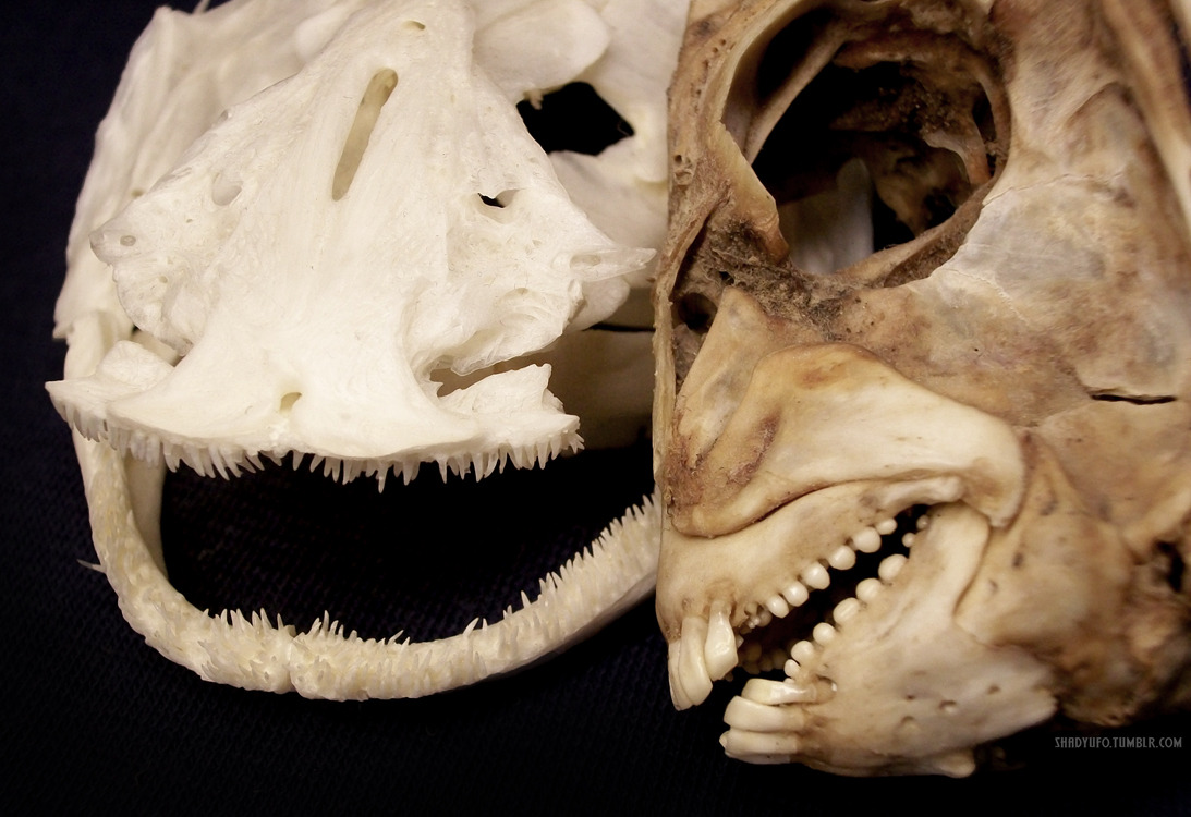 bones, art, & nature — Pointy Catfish Teeth & Round Sheepshead Fish Teeth