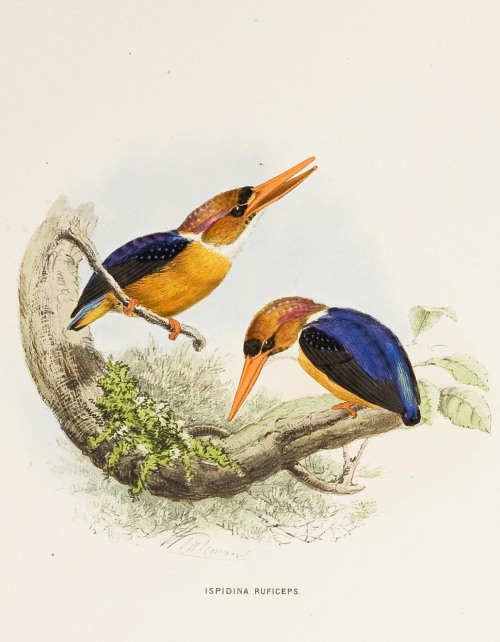 A monograph of the Alcedinidae: or, family of Kingfishers by an English zoologist Richard Bowdler Sh