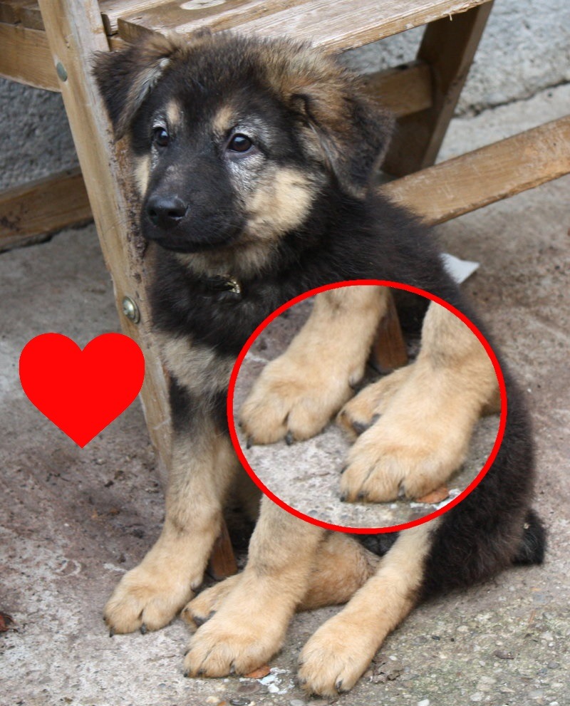 dogsuggest:  dogsuggest:  Baby dog has huge feets!? Born With so much love for you