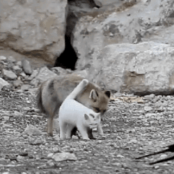 Sex lawebloca:Cat and fox ** video **  someone pictures