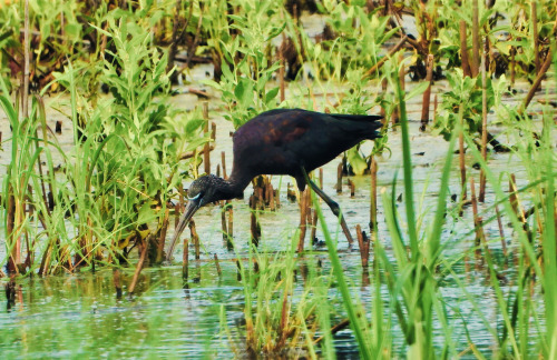 birbmania: Glossy ibis … Bombay Hook National Wildlife Refuge, Smyrna, Delaware … 8/1/