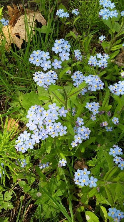 tinyblueflowers:there were so many forget-me-nots this weekend!