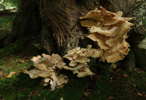 More lovely fungus textures - these ones are from the giant polypore - Meripilius giganteus.