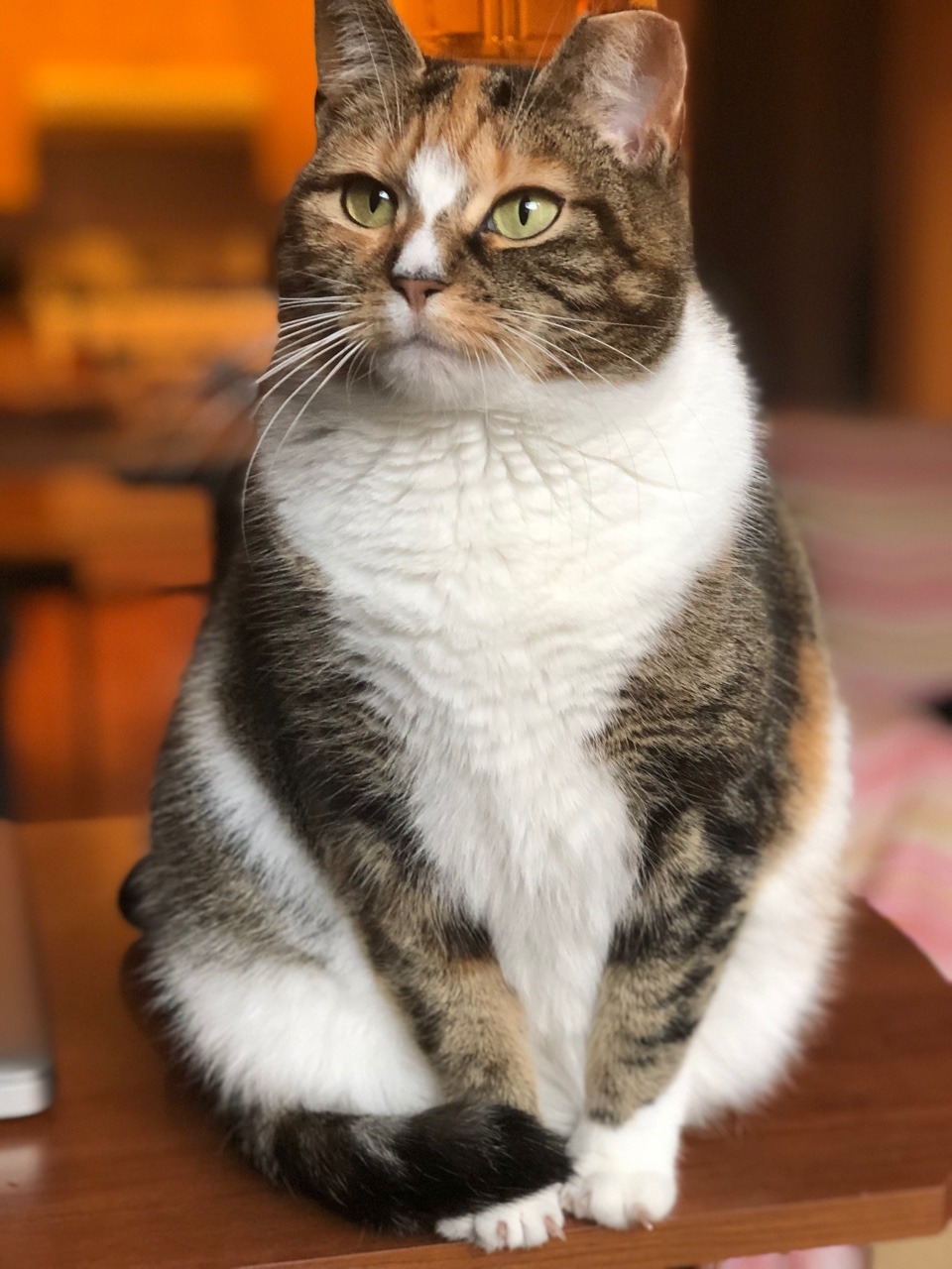naamahdarling:This cat looks do wholesome. Like she would sit in the garden w u knitting