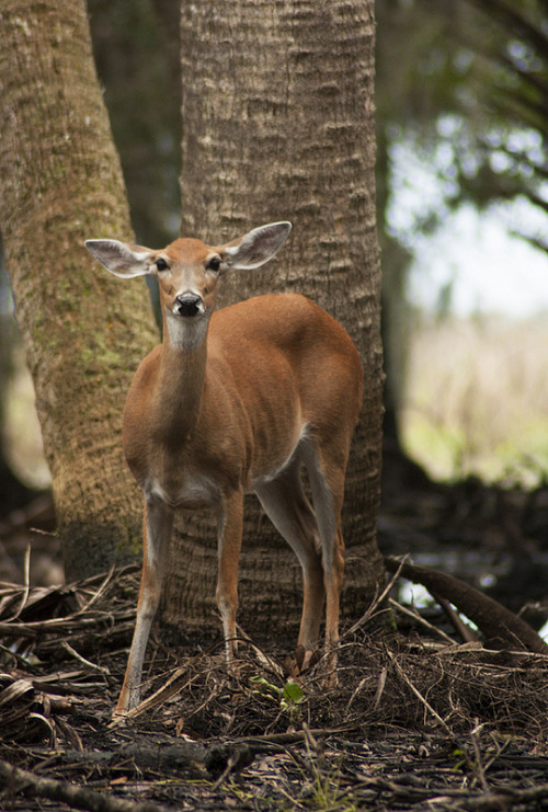 thegirlfromsalina: White-tailed Deer Came across this doe and managed to get quite a few photographs