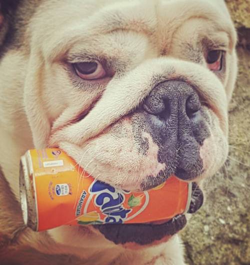 Panhead Fanta! #lucahdphoto #bulldog #ilovebulldog #bulldoginstagram #puppy #lucahdbulldog #instagra