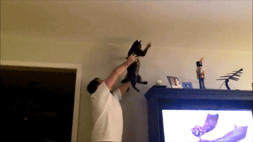 tastefullyoffensive:Video: Cat and Owner Use Teamwork to Catch Bug