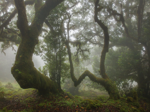 The Cloud Forest of Fanal by Ricardo PestanaFacebook | 500px | Instagram