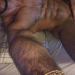 hairydadsandmuscle: