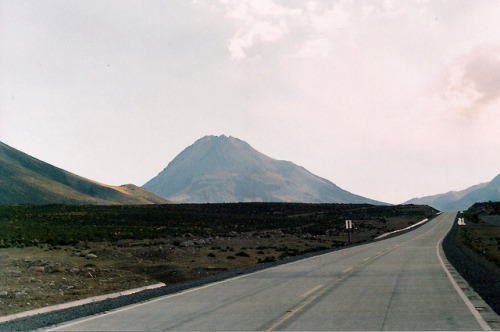 palm:  untitled by Bastián Arce on Flickr.