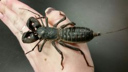 fuckyeaharachnophobia:  buggirl:Henry Lin (named after my boyfriend’s character on SOA) the Vinegaroon is getting ready for his appearance in our intro labs this week since we are teaching arthropods!Photo: L. Jacobsi gotta get one of these