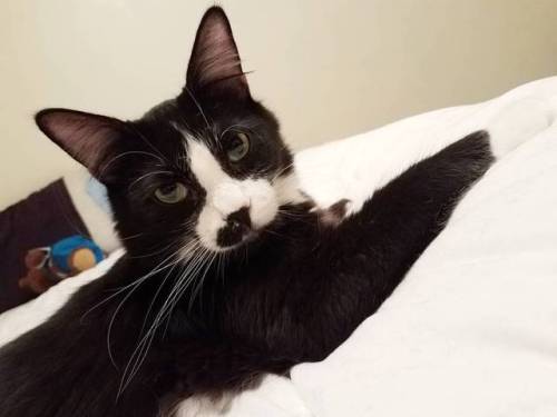 Tony just relaxing on the bed! ~ Alecia #tonystark #tonystarkthecat #tuxedocat #blackandwhite #black