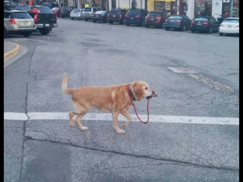 so-humorous:  this is a strong independent dog that dont need no man to walk him dog walks itself