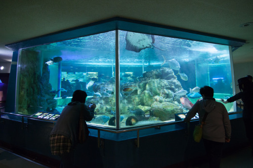 マリンピア松島水族館、最終日は本当にたくさんの人が来ていました。あらためて水族館の楽しさを感じた人も多かったんじゃないかな？