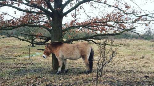 #przewalskihorse #thaki #equsferus #wildhorse