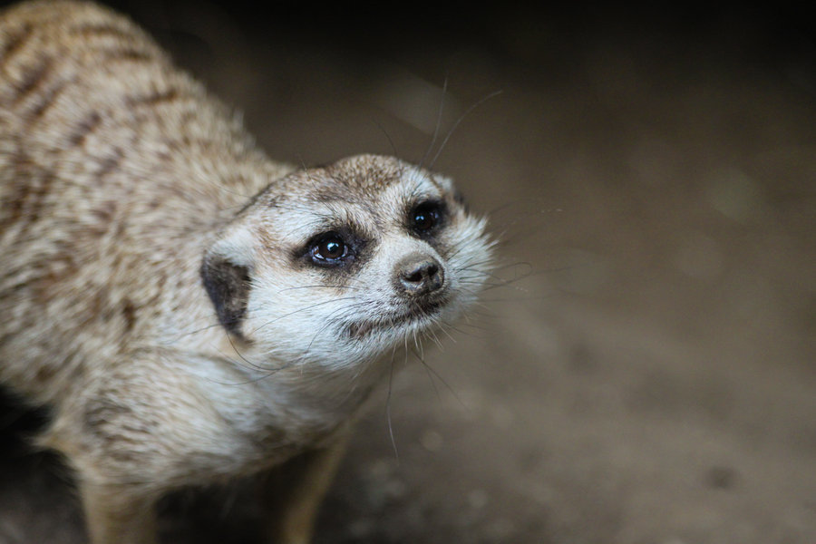 Meerkat II by rainylake