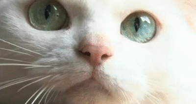 romantic-dystopia:Nekozamurai The Movie Behind the Scenes-“Nekozamurai The Movie”2014 published!化け猫玉