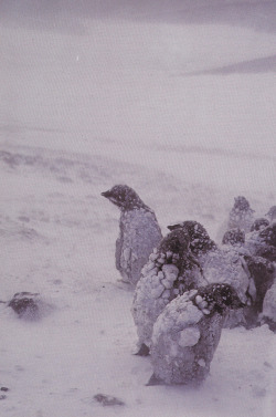 plant-scans:  Young king penguins in winter,