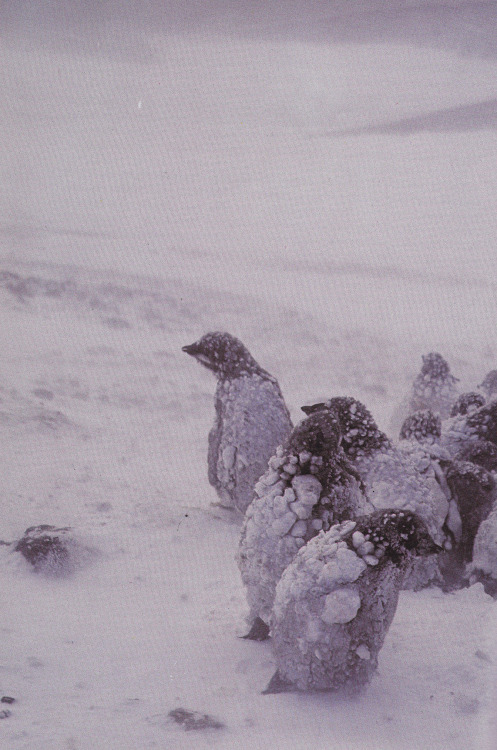 plant-scans:  Young king penguins in winter, AntarcticaLife on Earth, David Attenborough, 1979