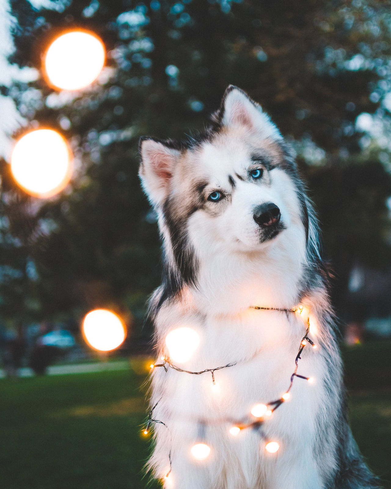 handsomedogs:  Handsomedogs’ Photography Contest X 🌷WINNER!After 1,359 votes