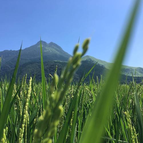 稲穂もグングンのびて、湯布院には眩しいくらいの美しい風景が広がっていますよ。みなさん今日も良い１日を。 . #おはよう #湯布院 #由布岳 #稲穂 #田園 #夏休み #イマソラ #yufuin #go