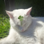 growingclover