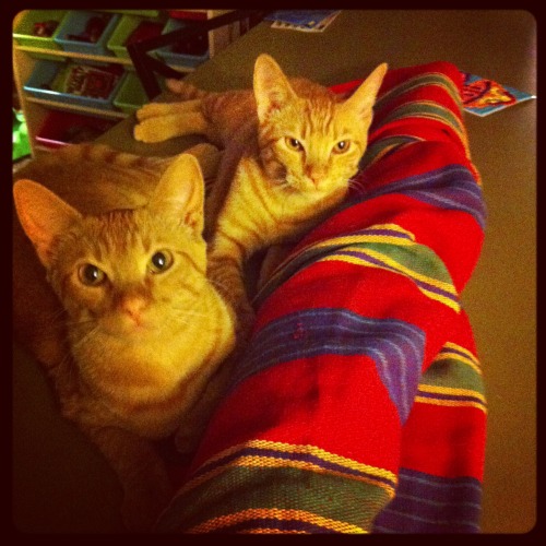 This is Newt and Ripley (submitted by kelleylb)mostlycatsmostly - I love the “Aliens” re