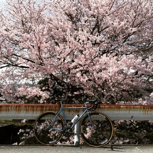 grumpy-bike: キレイな桜。#mycielo #chriskingbuzz (極楽寺山)