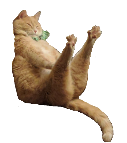 princesstigerbelle: moonflowerer:  whamb:  iloveurcat:  coolcatgroup:  princesstigerbelle: