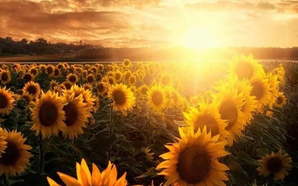 trasemc:  Sunflowers
