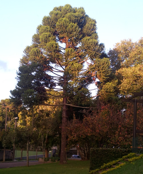 Hobbit Tree PartyHere is my favourite kind of tree: Araucaria Angustifolia. It’s un-climbable becaus