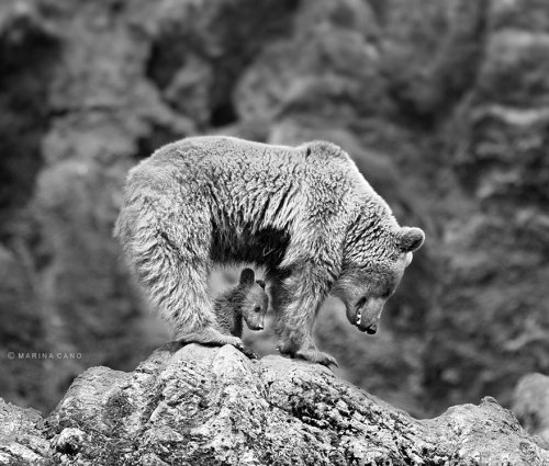 angelclark:  Big Bears Teaching Their Teddies How To Bear  Momma bears are a fairly devoted bunch, and because bears are so incredibly cute, the moments they enjoy in the spring when raising their young cubs can be truly precious. That’s why we collected