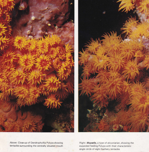 plant-scans: The Great Barrier Reef, Allan Power 1969