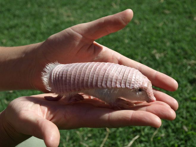 reallifeishorror:  The Chlamyphorus truncates, or more commonly, the pink fairy armadillo,