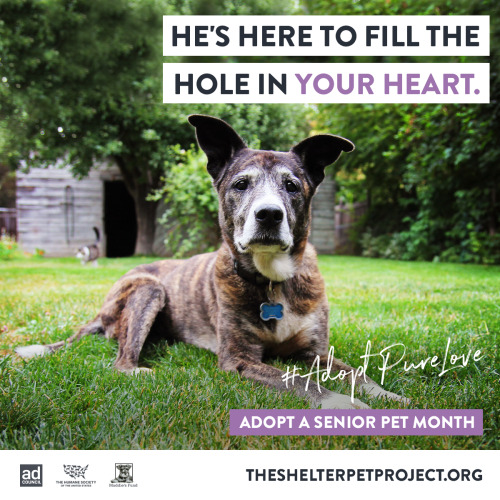 shelterpetproject:   You will never know love like the love of a senior pet. Find your soulmate and #AdoptPureLove today at www.theshelterpetproject.org!
