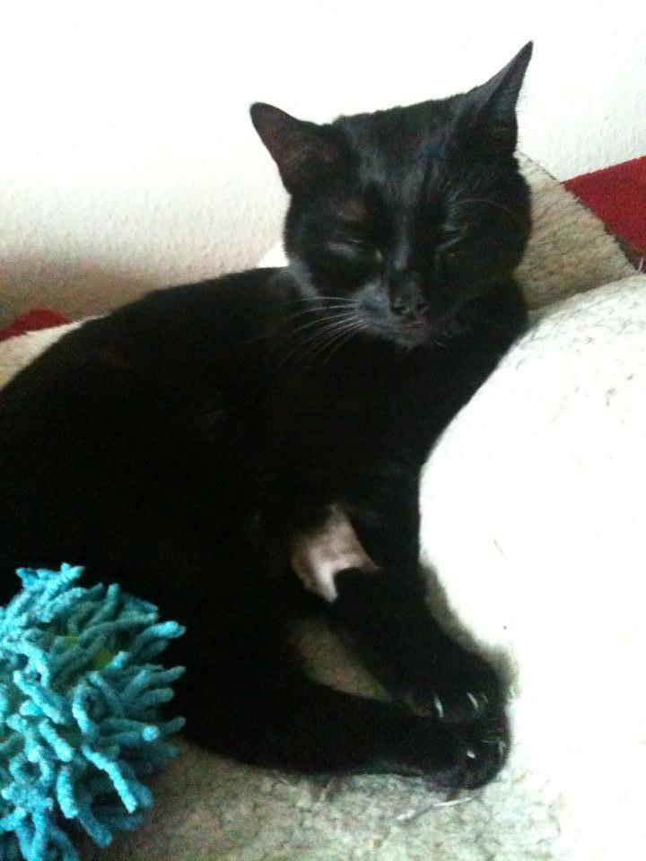 Please help my kitten, Dream, to survive his illness!