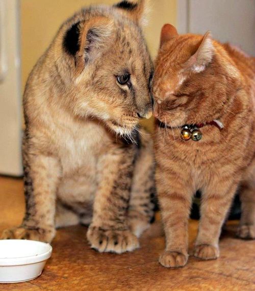 wolverxne:  Arnie, a stray cat who became known for his extraordinary talent as a “babysitter” of abandoned newborn animals brought to the Linton Zoo, passed away peacefully last week.  Arnie’s favorite creatures were lion cubs, and he babysat