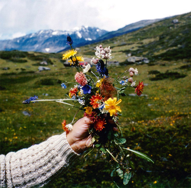 mimmblemimmble:  wild flowers are the prettiest.  
