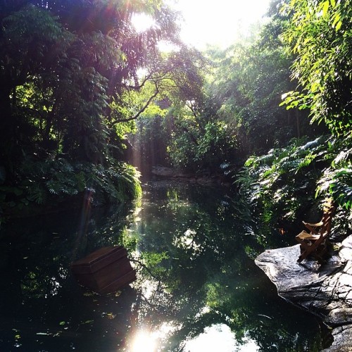 takemeouttotheblack:  Yesterday morning on sight at the Jungle Cruise. So pretty after the rain! #ho