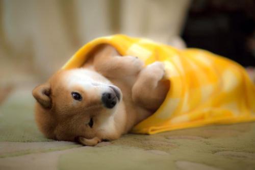 Sex awwww-cute:  Much Wow in This Yellowish Blanket pictures