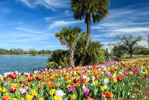 Tulips galore at Big Lake in City Park. New Orleans, Louisiana. March 2016.・For optimal photo qualit